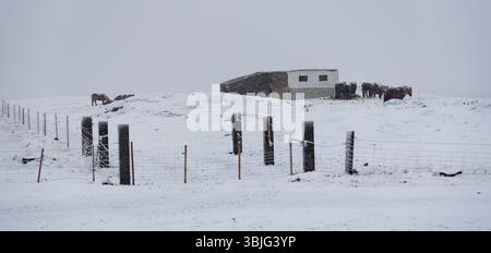 Islandpferde weiden in der Nähe einer Scheune auf einem verschneiten Feld während eines Schneefalls in island Stockfoto