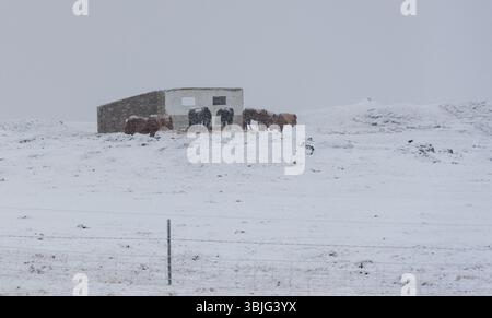 Islandpferde weiden in der Nähe einer Scheune auf einem verschneiten Feld während eines Schneefalls in island Stockfoto