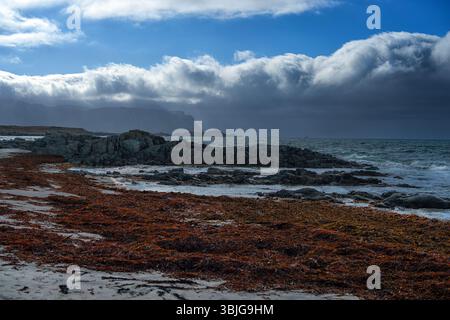 Meeresalgen bedeckten Felsen an einer felsigen Küste, Flakstad, Lofoten und Vesteral Inseln, Nordland, Norwegen Stockfoto