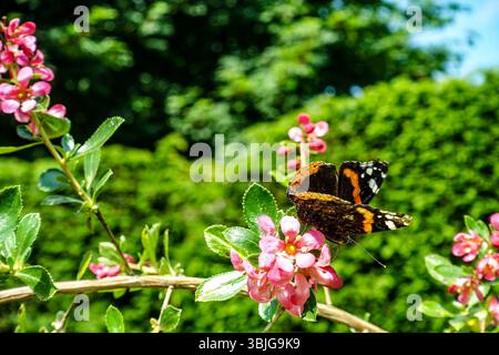 Ein roter Admiral-Schmetterling thront auf leuchtenden rosa Blüten in einem sonnendurchfluteten Garten, mit einer verschwommenen grünen Hecke und Bäumen im Hintergrund Stockfoto