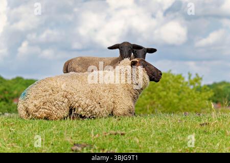 Seitenansicht eines Mutterschafs auf einem Feld mit ihren beiden Lämmern, Ostfriesland, Niedersachsen, Deutschland Stockfoto