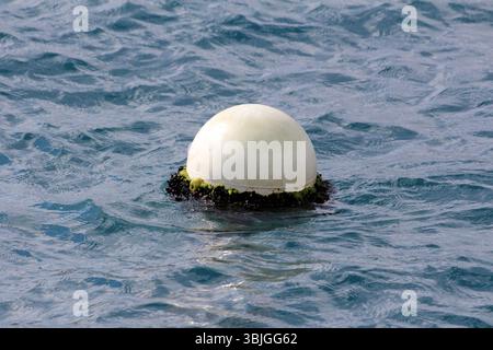 Die runde weiße Anlegeboje, teilweise mit grünen Algen und Nakeln bedeckt, schwimmt auf sanft plätscherndem blauem Wasser und markiert einen Anlegeplatz in einem ruhigen Meer Stockfoto