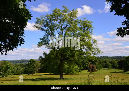 Ein einsamer grüner Baum steht mitten auf einer Wiese vor einer Kulisse aus Park und Wald unter blauem Himmel mit weißen Wolken im Dinton Park. Stockfoto
