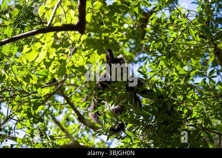 Geoffroys Spinnenaffen hängt an einem Baumzweig zwischen grünen Blättern in Mexiko, Yucatan Peninsula, Calakmul Biosphärenreservat Dschungel. Stockfoto