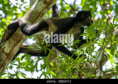 Geoffroy's Spinnenaffen hängt an Ästen mit grünem Laub in Mexiko, Yucatan Halbinsel, Calakmul Biosphärenreservat Wald. Stockfoto