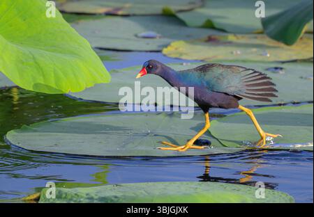 Purple Gallinule (Porphyrio martinica), die auf Lotusblättern in einem See schwimmen, Fort Bend County, Houston Area, Texas, USA. Stockfoto