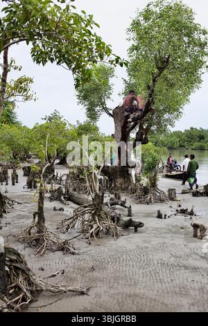 Männer klettern auf einen Baum in einem degradierten Mangrovengebiet in Kuakata, Bangladesch, wo exponierte Wurzeln anhaltende Küsten- und ökologische Erosion offenbaren. Stockfoto