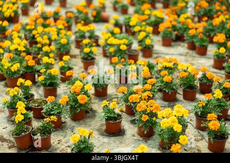 Viele Blumentöpfe mit blühenden Ringelblumen stehen im Gewächshaus Stockfoto