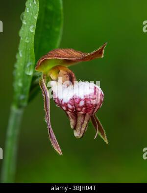 Die RAM's Head Lady's Slipper Orchidee blüht im Whiteshell Provincial Park, Manitoba, Kanada. Stockfoto