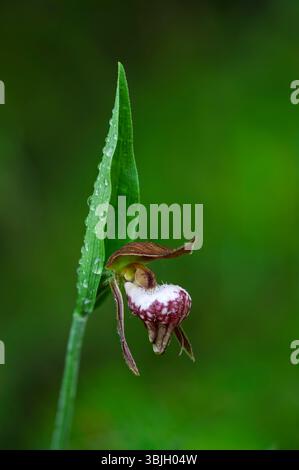 Die RAM's Head Lady's Slipper Orchidee blüht im Whiteshell Provincial Park, Manitoba, Kanada. Stockfoto