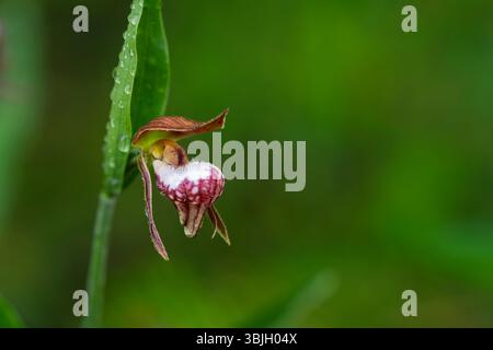 Die RAM's Head Lady's Slipper Orchidee blüht im Whiteshell Provincial Park, Manitoba, Kanada. Stockfoto