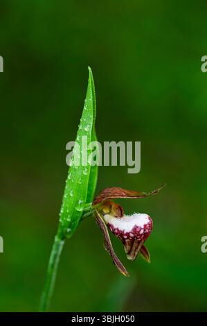 Die RAM's Head Lady's Slipper Orchidee blüht im Whiteshell Provincial Park, Manitoba, Kanada. Stockfoto