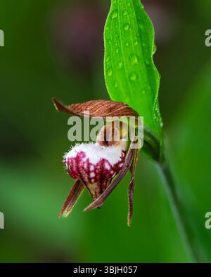 Die RAM's Head Lady's Slipper Orchidee blüht im Whiteshell Provincial Park, Manitoba, Kanada. Stockfoto