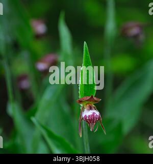 Die RAM's Head Lady's Slipper Orchidee blüht im Whiteshell Provincial Park, Manitoba, Kanada. Stockfoto