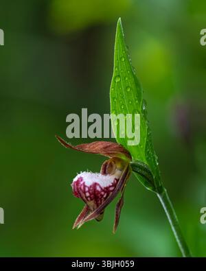 Die RAM's Head Lady's Slipper Orchidee blüht im Whiteshell Provincial Park, Manitoba, Kanada. Stockfoto