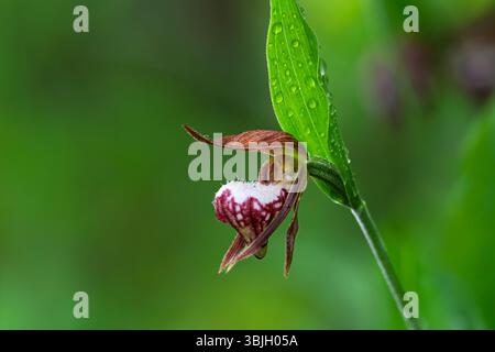 Die RAM's Head Lady's Slipper Orchidee blüht im Whiteshell Provincial Park, Manitoba, Kanada. Stockfoto