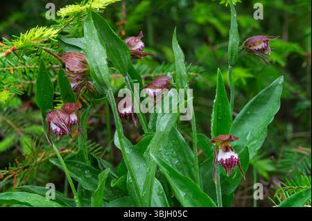 Die RAM's Head Lady's Slipper Orchidee blüht im Whiteshell Provincial Park, Manitoba, Kanada. Stockfoto