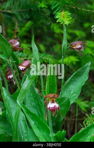 Die RAM's Head Lady's Slipper Orchidee blüht im Whiteshell Provincial Park, Manitoba, Kanada. Stockfoto