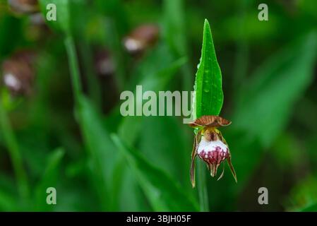 Die RAM's Head Lady's Slipper Orchidee blüht im Whiteshell Provincial Park, Manitoba, Kanada. Stockfoto