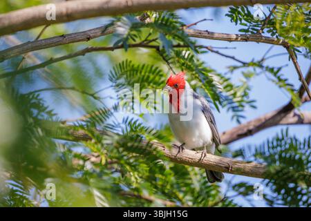 Rotkamm-Kardinal (Paroaria coronata) auf einem Baumzweig. Stockfoto