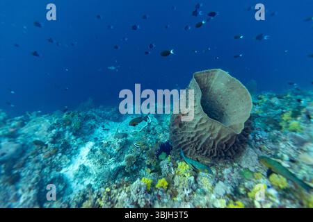 Eine lebendige Unterwasserszene zeigt ein vielfältiges Meeresökosystem. Ein großer Fass Schwamm steht an prominenter Stelle inmitten eines farbenfrohen Korallenriffs, das von verschiedenen Fischarten umgeben ist. Die Szene fängt die Schönheit und Artenvielfalt des Meereslebens ein. Stockfoto