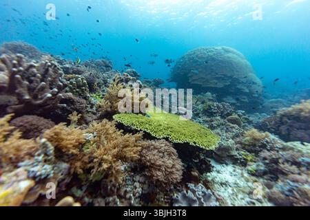 Eine lebendige Unterwasserszene zeigt ein vielfältiges Korallenriff voller Meereslebewesen. Fischschwärme schwimmen inmitten der Korallenformationen und unterstreichen die biologische Vielfalt und ökologische Bedeutung dieses Unterwasserökosystems. Stockfoto