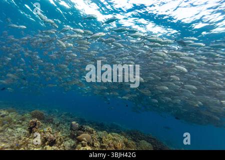 Eine große Fischschule schwimmt über einem Korallenriff, wahrscheinlich zum Schutz oder zur Fütterung. Stockfoto