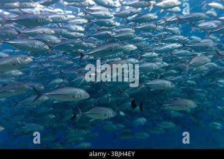 Eine große Fischschule schwimmt zusammen im Ozean, ihre silbernen Körper leuchten im Licht. Stockfoto