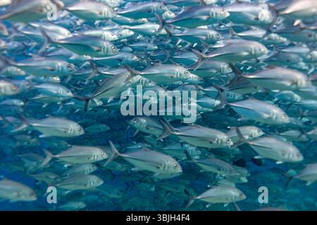 Eine große Fischschule schwimmt zusammen im Meer, wahrscheinlich zum Schutz oder um Nahrung zu finden. Stockfoto