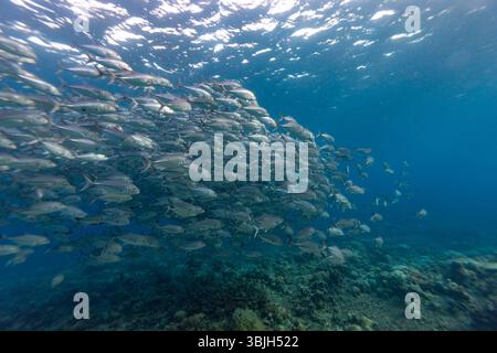 Eine Fischschule schwimmt zusammen im Ozean, um Schutz zu haben oder um Nahrung effizienter zu finden. Stockfoto