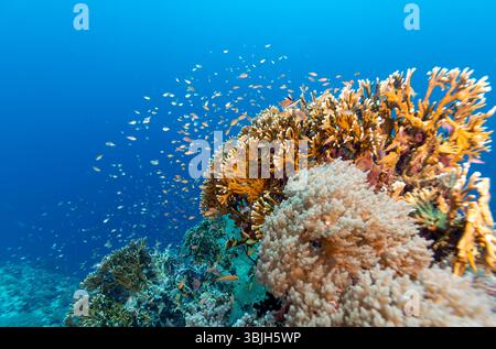 Ein lebendiges Korallenriff voller Leben, mit verschiedenen Korallenformationen und einer Schar kleiner Fische, die um sie herum schwimmen. Stockfoto