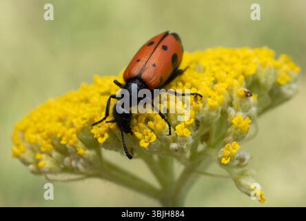 Das Makrofoto zeigt einen hellorangen Mylabris quadripunctata-Käfer mit schwarzen Flecken, der auf einer gelben Distelblume sitzt. Seine Antennen, Beine und die Stockfoto