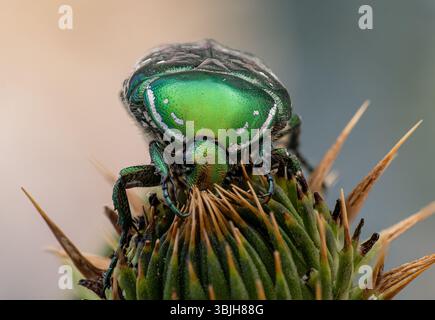 Eine Makroaufnahme eines grünen Rosen-Scheuers mit metallischem Glanz, der auf einer Distelknospe sitzt. Feine Details seiner glänzenden Schale, Beine, Antennen und des stacheligen Textu Stockfoto