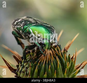 Eine Makroaufnahme eines grünen Rosen-Scheuers mit metallischem Glanz, der auf einer Distelknospe sitzt. Feine Details seiner glänzenden Schale, Beine, Antennen und des stacheligen Textu Stockfoto