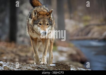 Wolf steht draußen in der Nähe des Flusses im Wald. Europäischer Holzwolf Canis Lupus im natürlichen Lebensraum Stockfoto