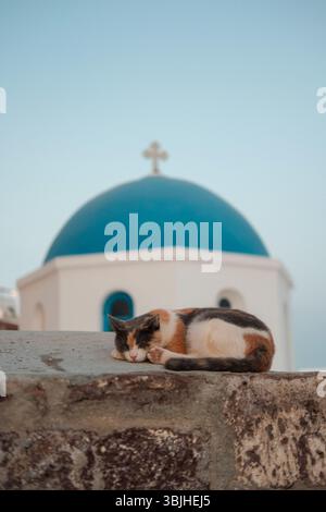 Calico-Katze schläft auf einer Steinmauer vor einer blau gewölbten griechisch-orthodoxen Kirche in Santorin, gefangen bei Sonnenuntergang. Stockfoto