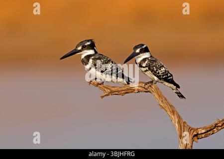 Ein Paar rattenvogel (Ceryle rudis), das auf einem Zweig im Pilanesberg-Nationalpark in Südafrika thront Stockfoto