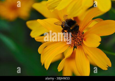Hummel auf eine gelbe Blume Stockfoto