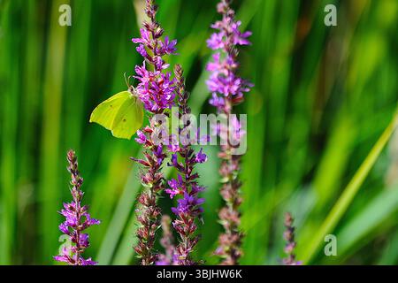 Grüner Schmetterling auf lila Blumen Stockfoto