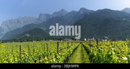 Wanderwege führen durch Weinberge in Bündner mit dem Dorf Jenins im Hintergrund Stockfoto