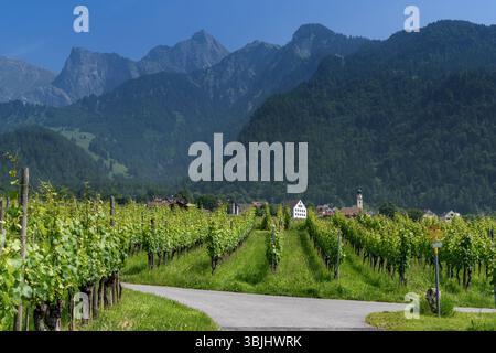 Wanderwege führen durch Weinberge in Bündner mit dem Dorf Jenins im Hintergrund Stockfoto