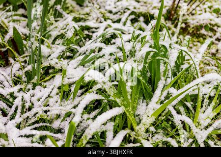 Frisches grünes Gras, das mit dem ersten Schnee bedeckt ist, schafft einen lebhaften Kontrast zwischen dem frühen Winter und dem anhaltenden Herbst. Konzept des saisonalen Übergangs, Saisonkonflikt Stockfoto