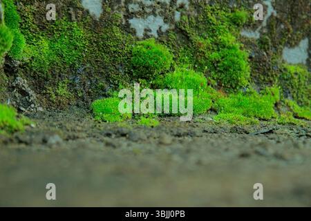 Hellgrünes Moos wächst auf rauer Betonwand Stockfoto
