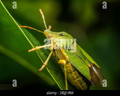 Nahaufnahme eines hellgrünen Schildwanzes auf einem üppigen Blatt in der Natur Stockfoto