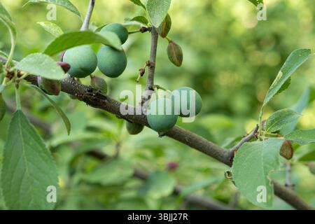 Unreife Schwarzdorn Pflaumen auf einem Baum, Green Sloe Beries Stockfoto