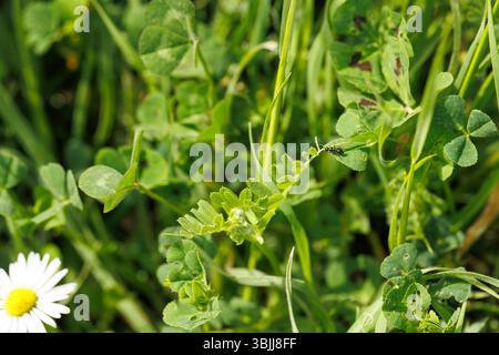 Gänseblümchenblume auf einer grünen Wiese im Sommer und eine Ameise auf einem Blatt Stockfoto