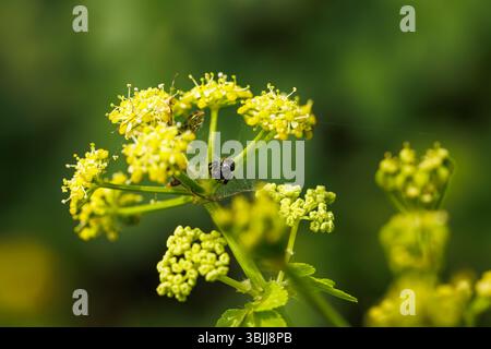 Eine schwarze Spinne und ihr Netz auf einer weißen Blume Stockfoto