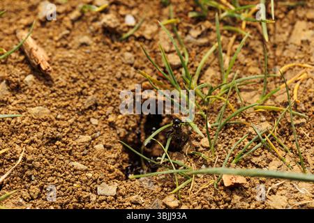 Ameisen im Boden, Nahaufnahme des Ameisennest Stockfoto