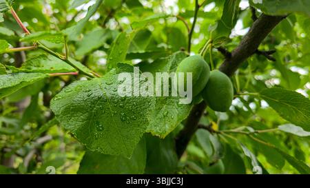 Grüne Früchte auf einem Pflaumenbaum. Pflaumen an Baumästen. Anbau einer Ernte. Sommer-Cottage Bäume. Stockfoto