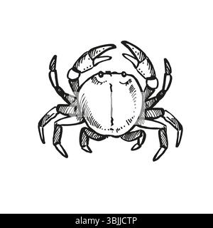Vektor handgezeichnete Krabbe mit Krallen oben, wildes Leben des Meeresbodens, Krebstiere Tiere unter Meer, Ozean, schwarz-weiß Illustration Bewohner von Aquarien, Stock Vektor